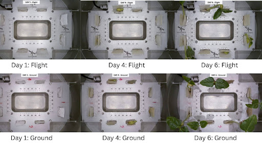 ISRO successfully grows black-eyed pea plants in space aboard a recycled rocket stage